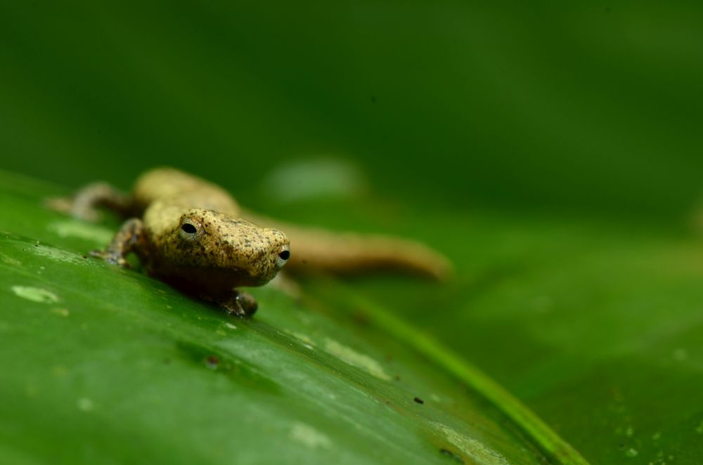 Bolitoglossa spec.