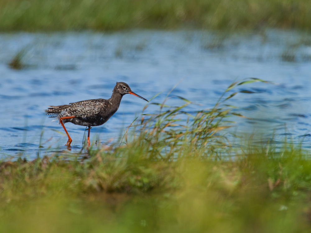 Dunkler Wasserläufer ( Tringa erythropus )