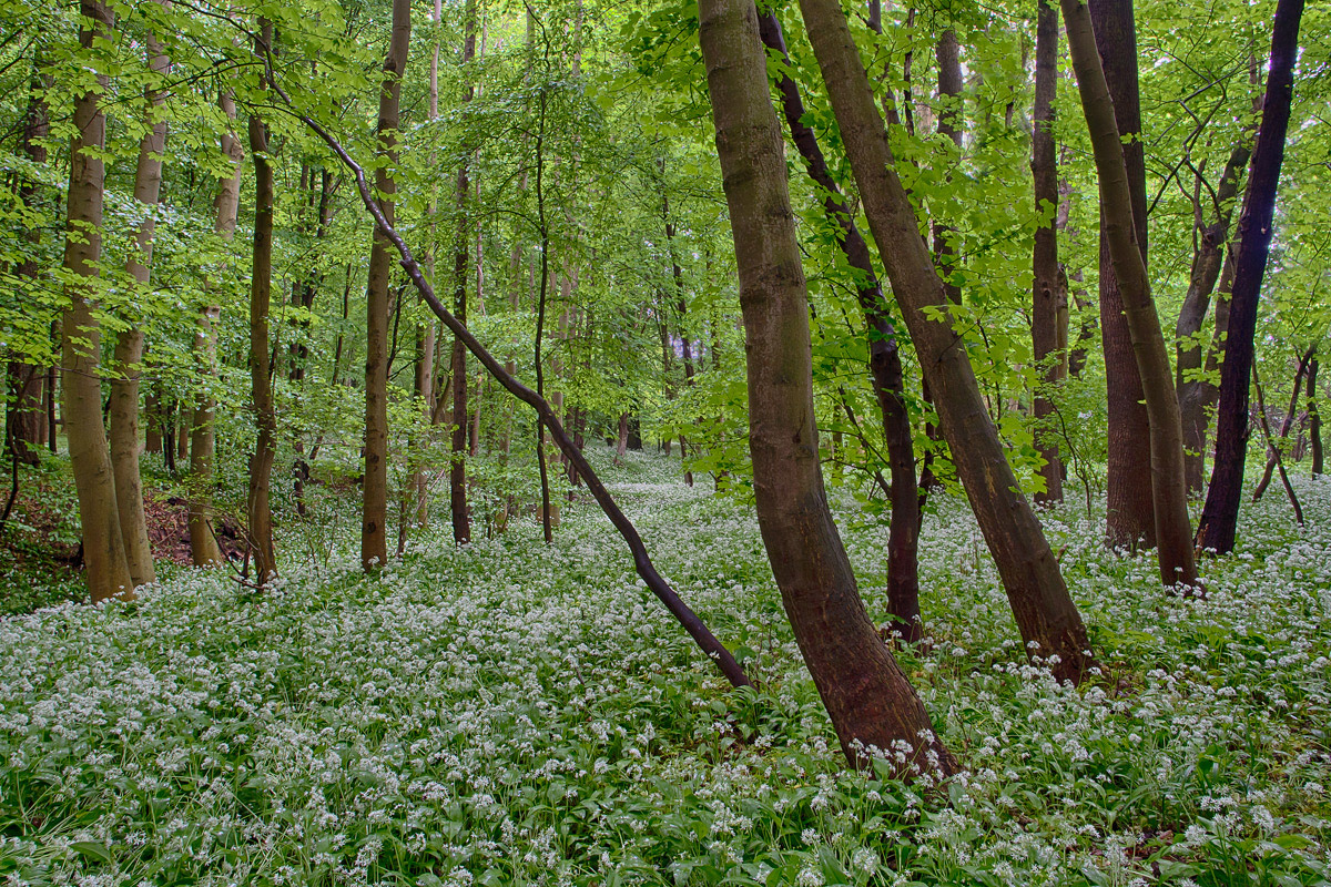 Im Wald Vermöbelt Im Wald Vermöbelt
