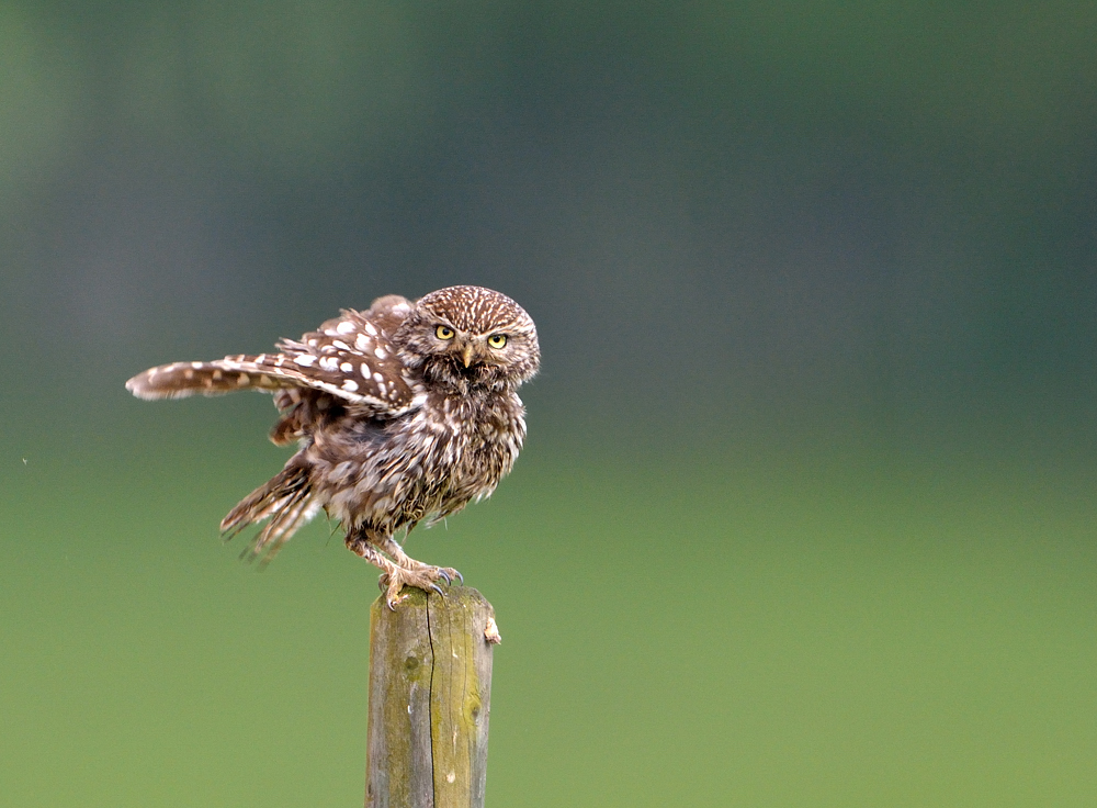 Steinkauz (athene noctua)