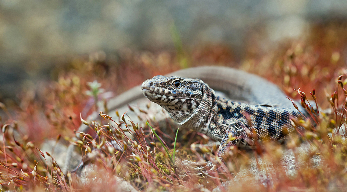 "Podarcis muralis" für Klaus