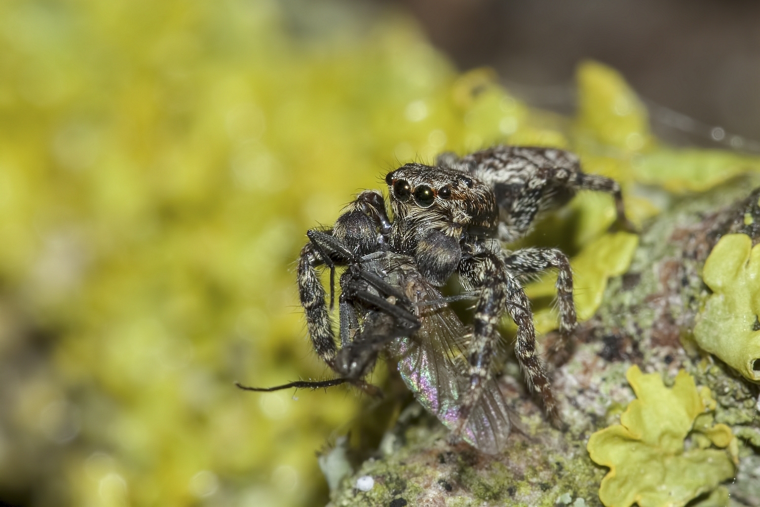 Springspinne mit Beute