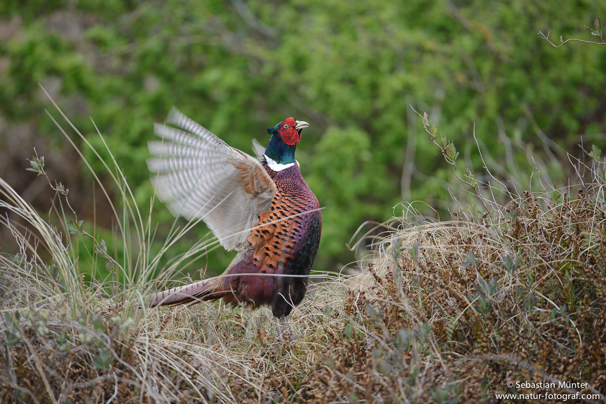 Fasan (Phasianus colchicus)