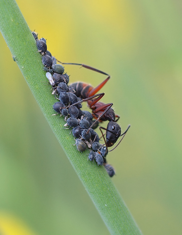 'MELKENDE' AMEISE...(Camponotus cruentatus)