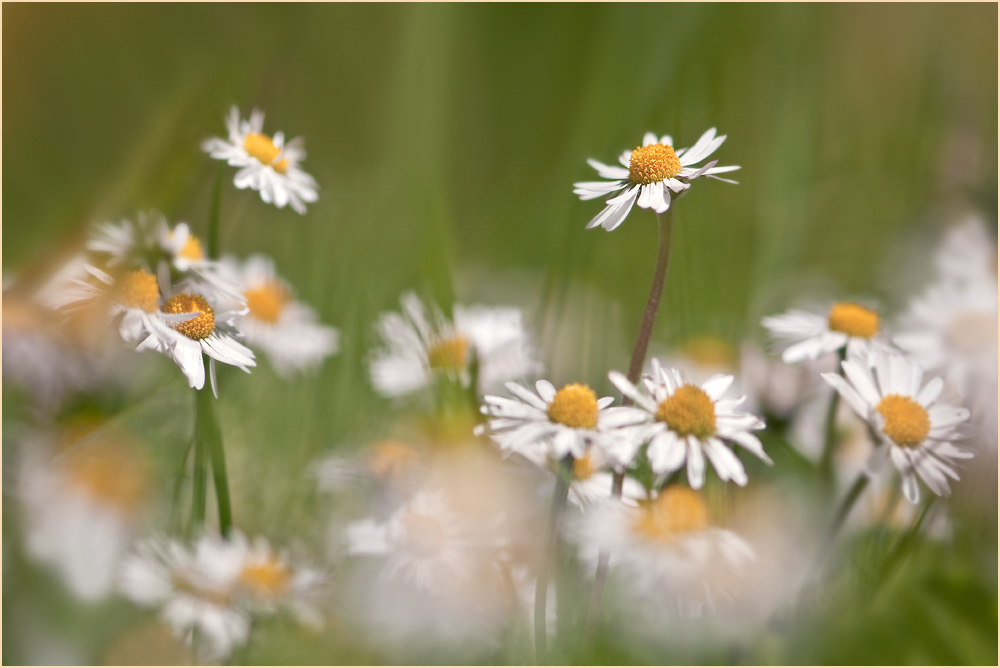 Gänseblümchen überall... ;-)