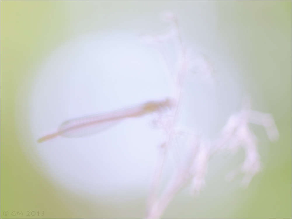 mystic dragonfly