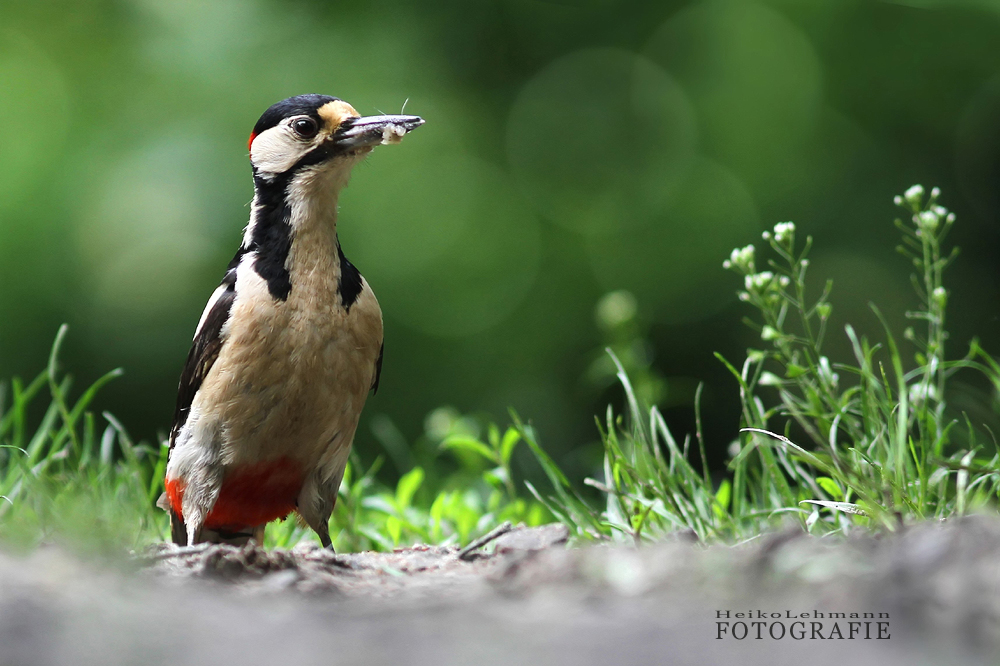 Der Buntspecht (Dendrocopos major)