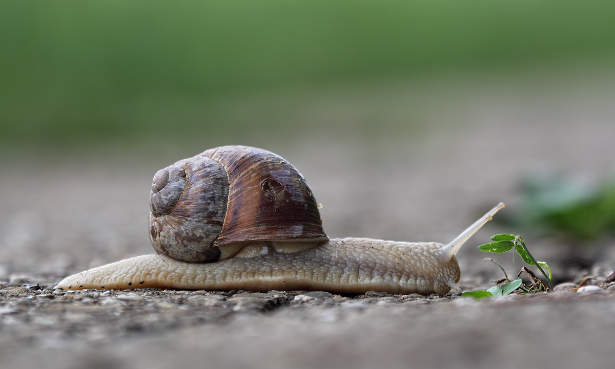 Weinbergschnecke