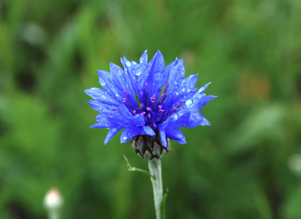 Kornblume ... ganz schlicht