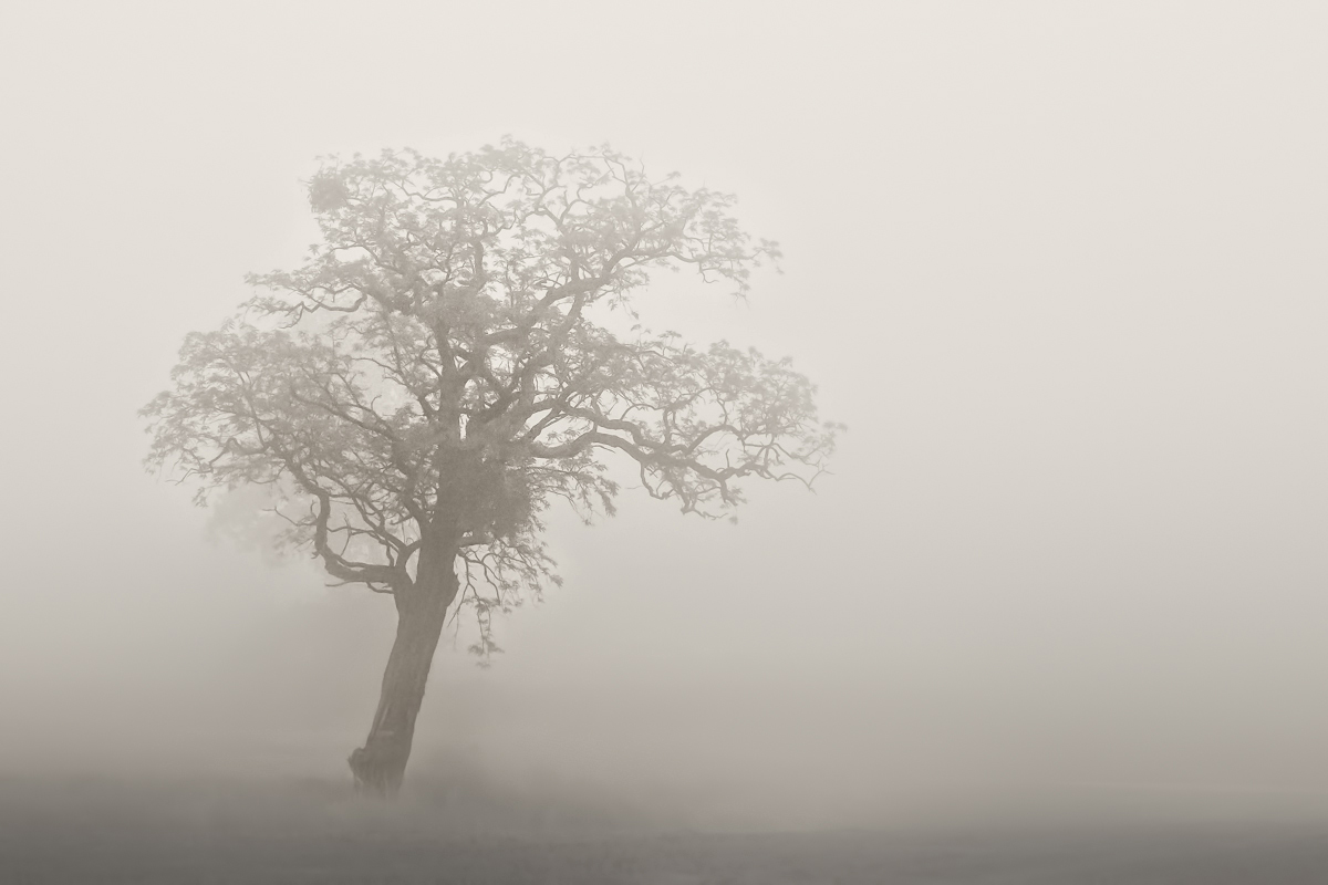 Baum im Frühlingsnebel