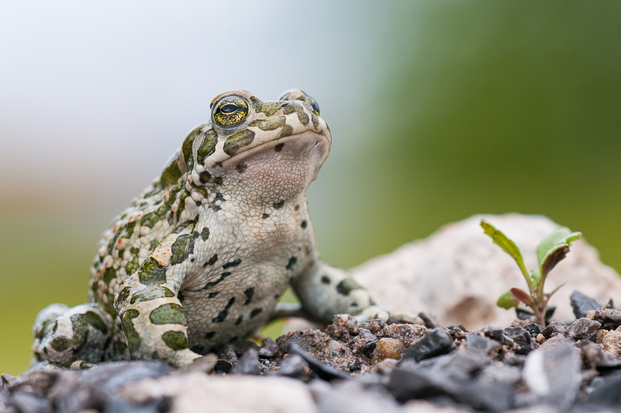 Wechselkröte - Bufo viridis