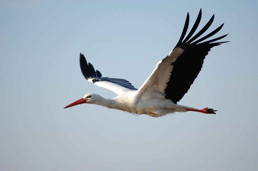 Storchenflug (2)