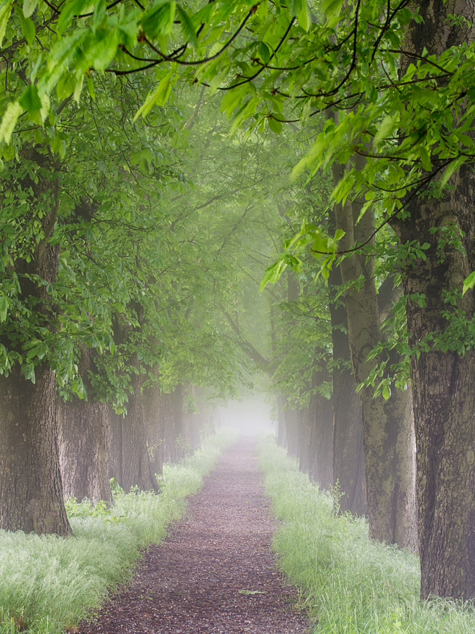 Kastanienallee im Morgennebel