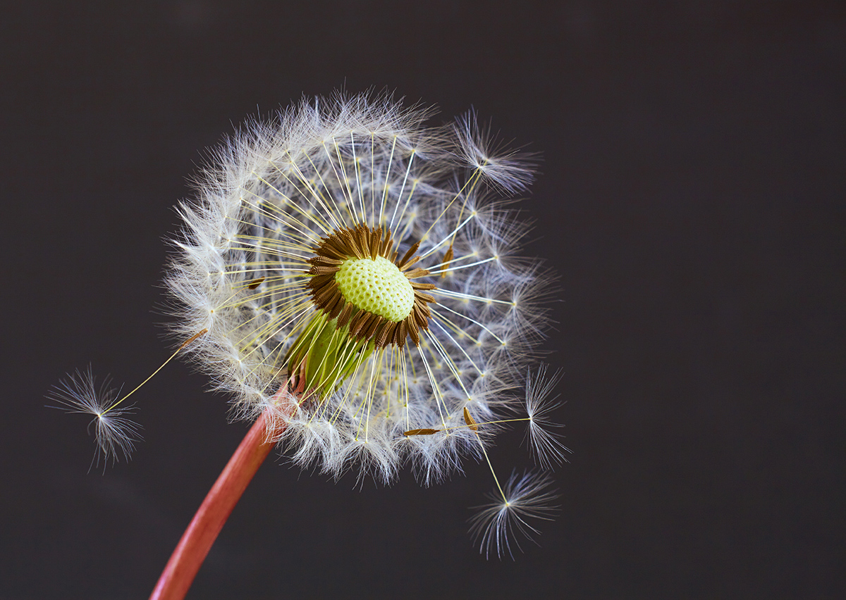 "Pusteblume"