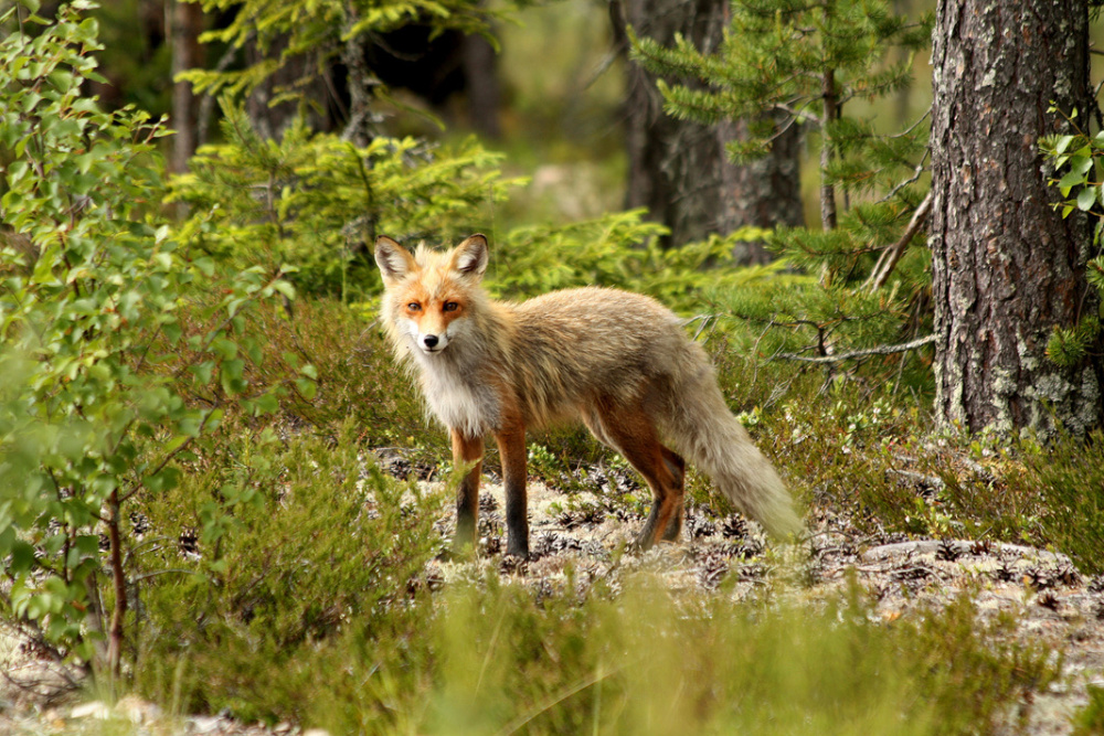 Fuchs im Fellwechsel