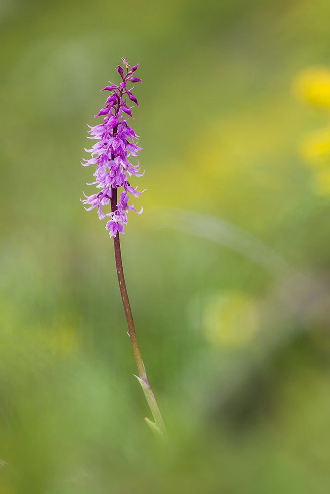 Männliches Knabenkraut (Orchis mascula)