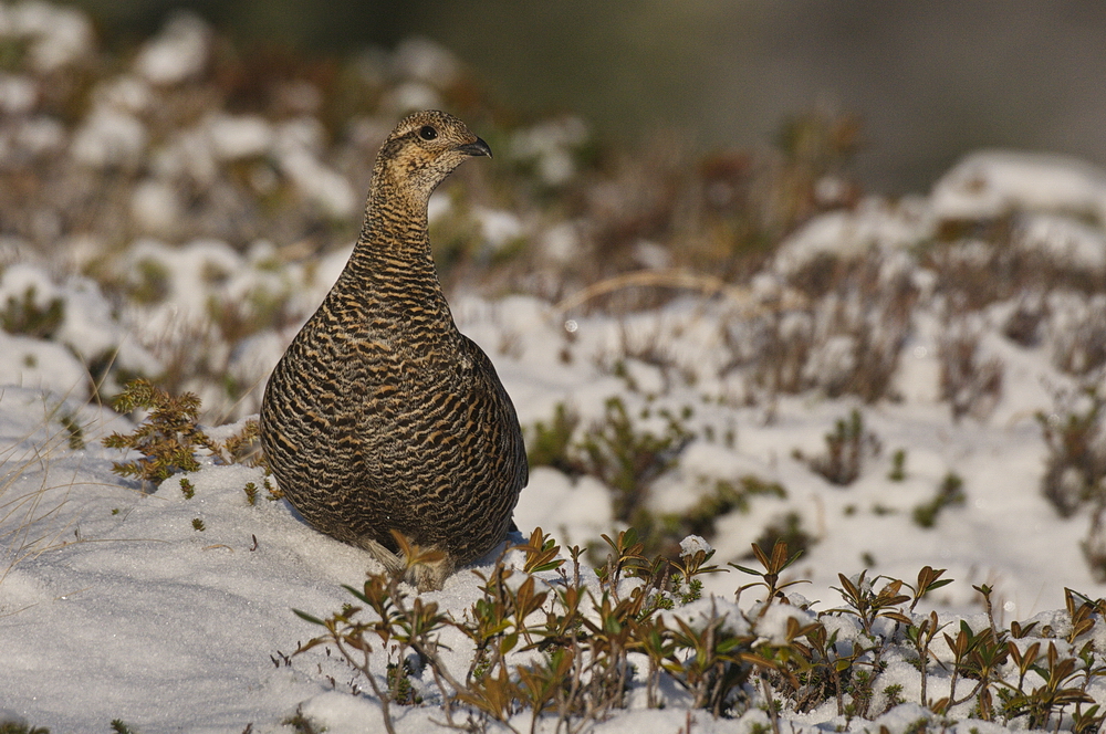 Birkhenne