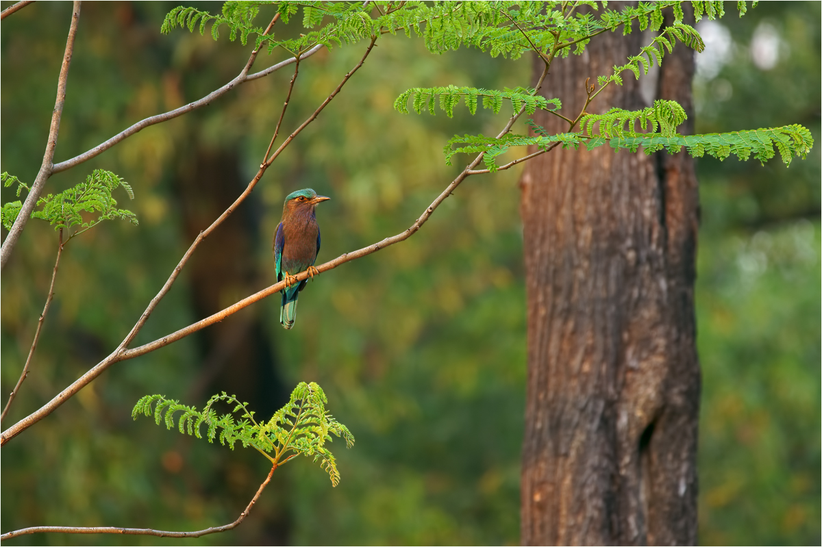 * Ein Allerweltsvogel... *