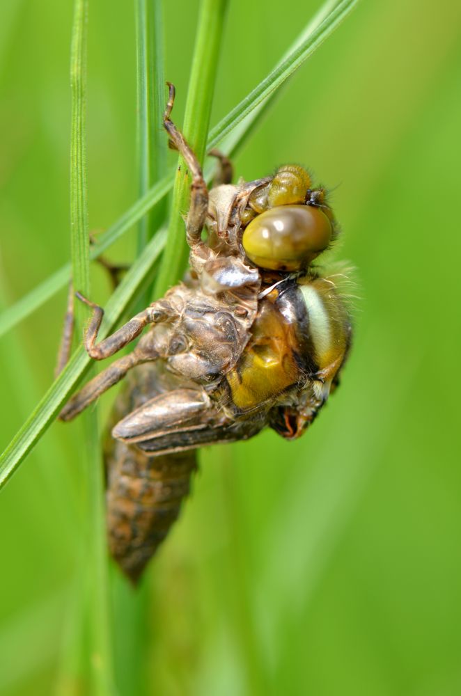 Vierlfeck  (Libellula quadrimaculata)