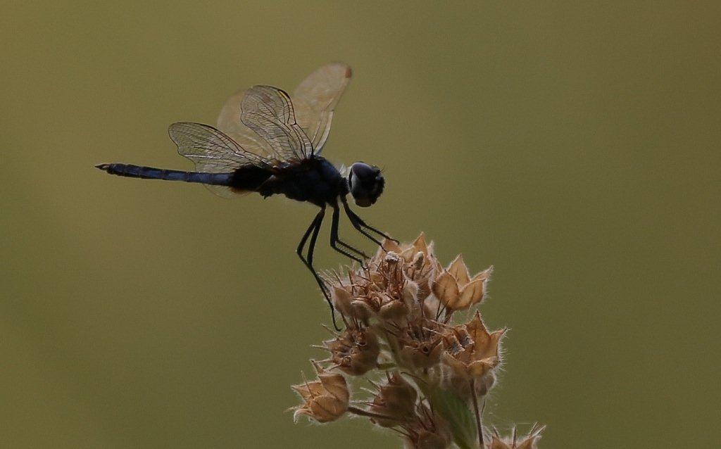 Libelle in Ruhestellung