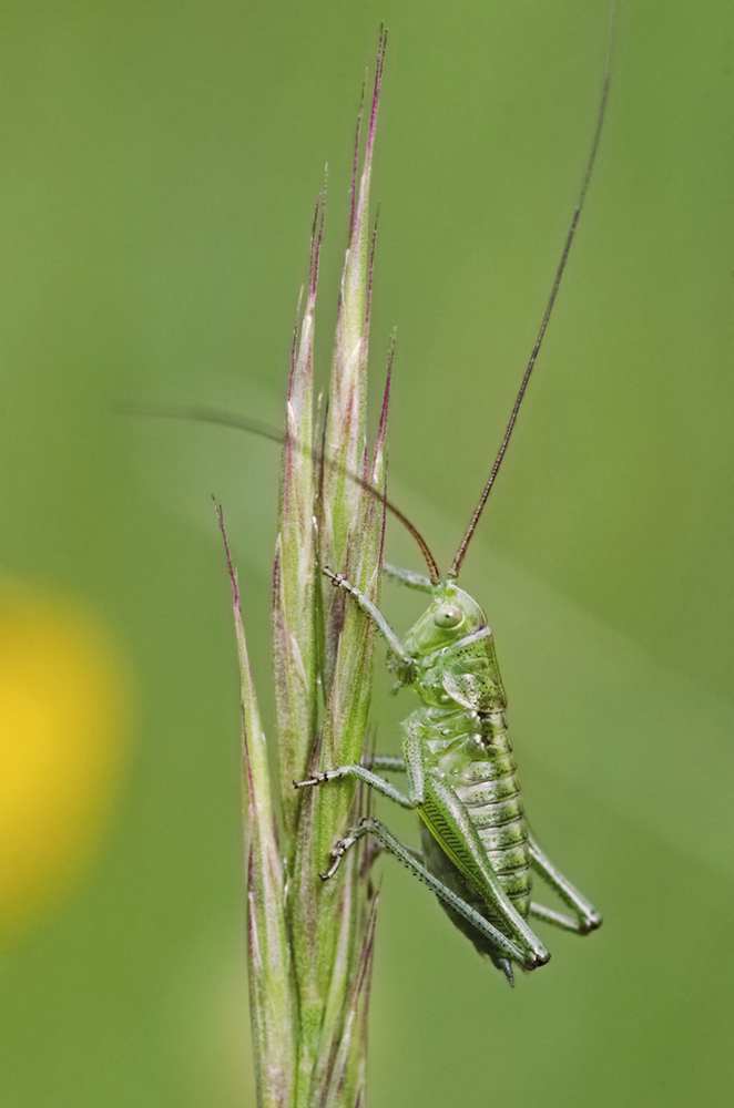 Grashüpfer