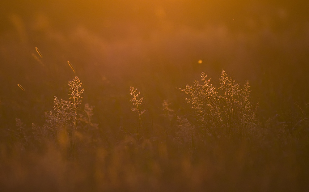 Graslandschaft