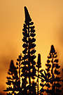 Lupine