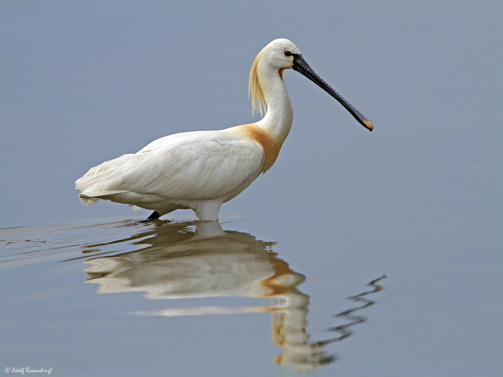 Löffler (Platalea leucorodia)...