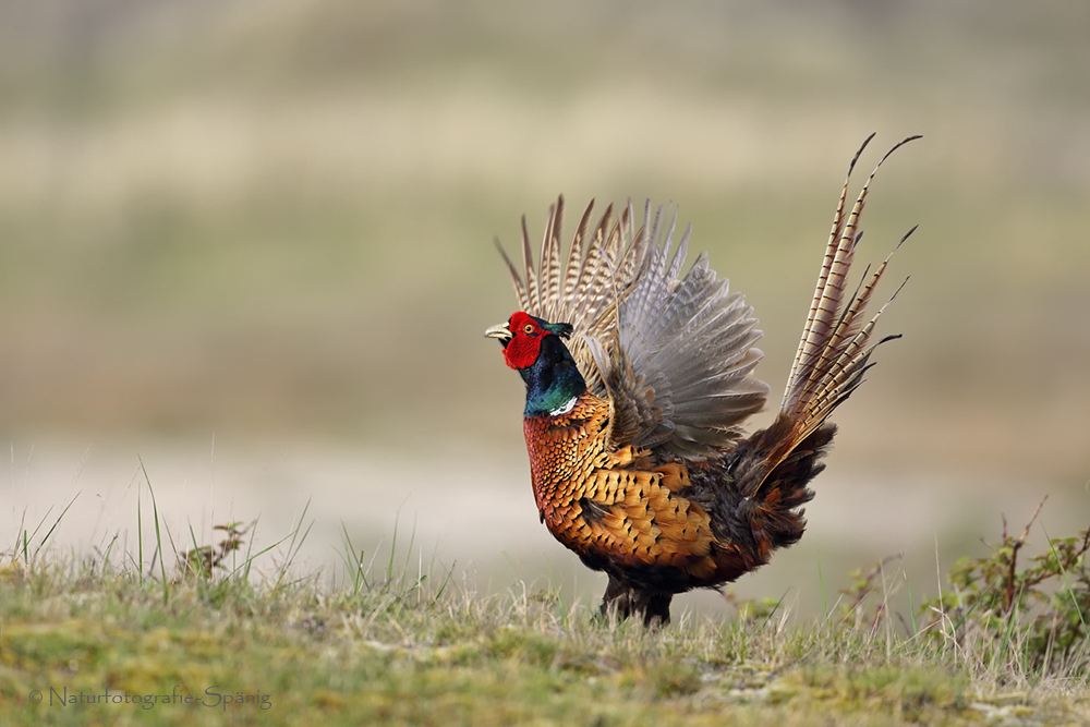 Fasan (Phasianus colchicus)