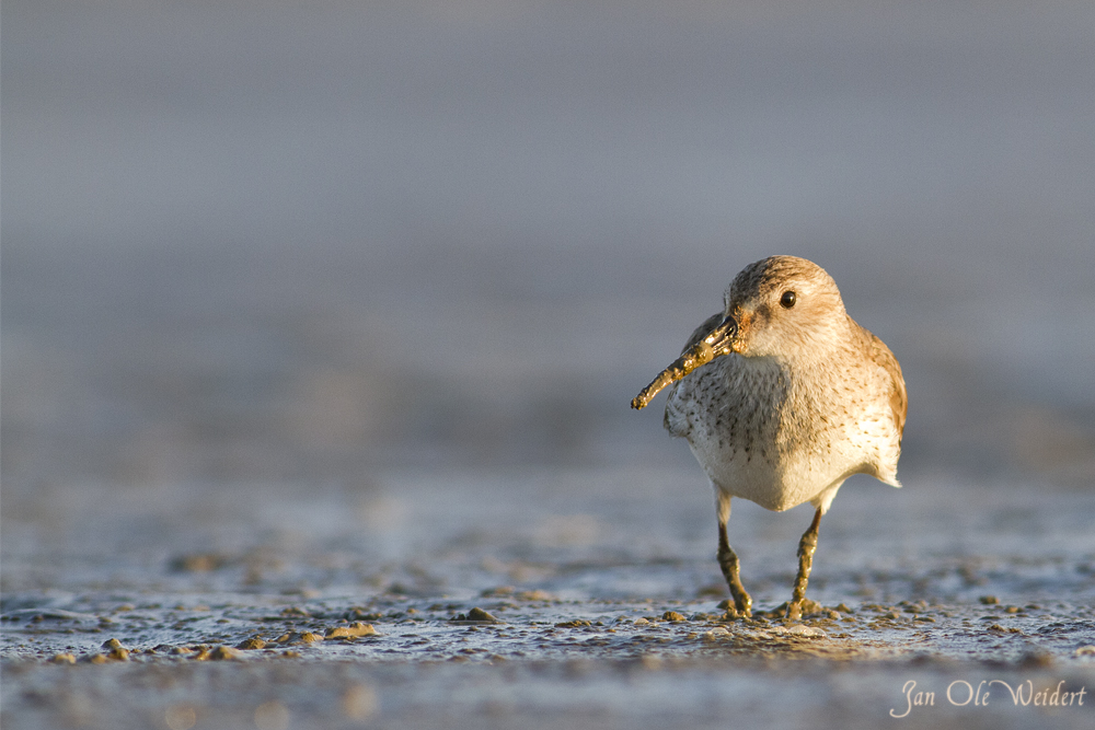 Sanderling