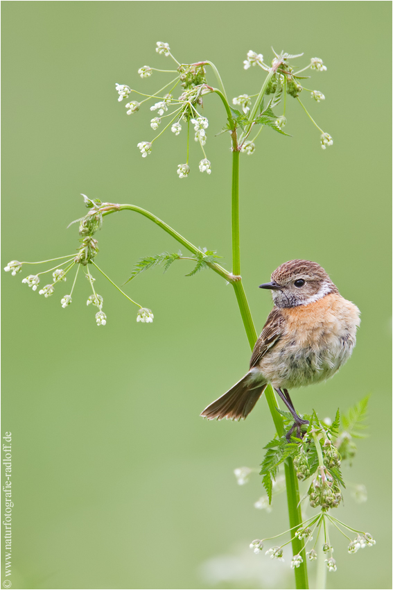 ~Saxicola rubicola~