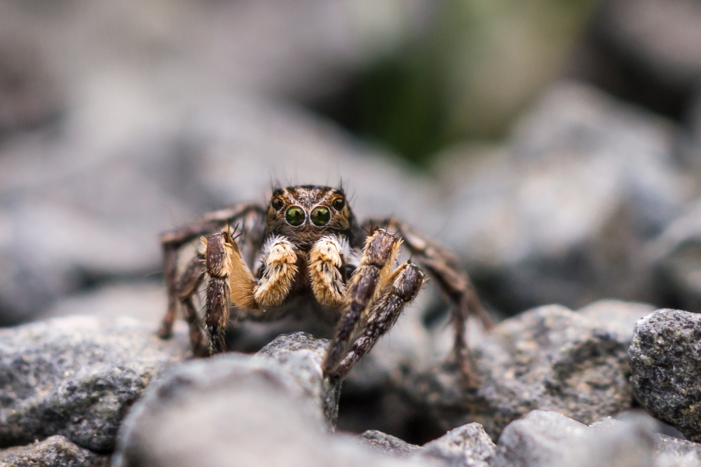 Aelurillus v-insignitus (Männchen)