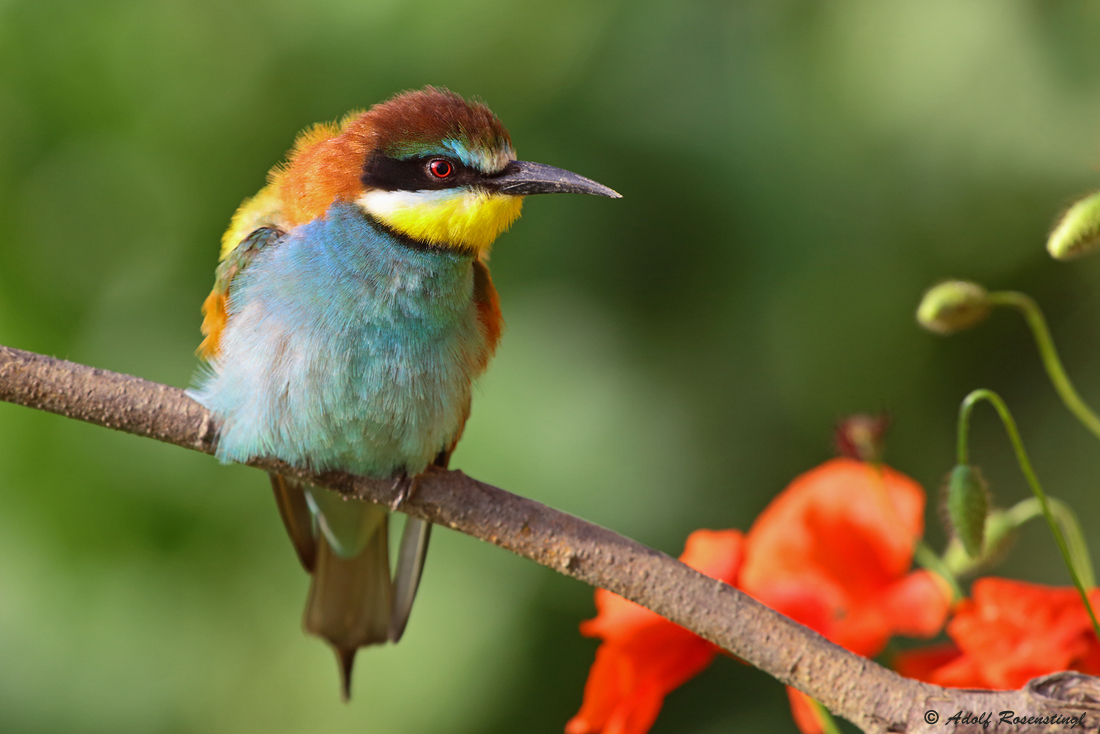 Bienenfresser (Merops apiaster) ...