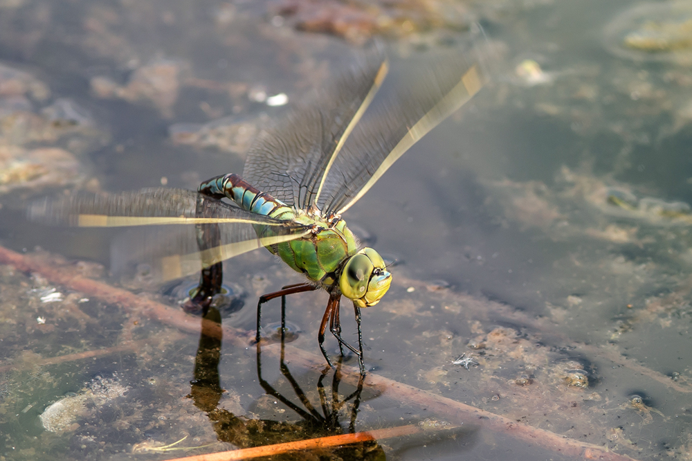 Große Königslibelle (Anax imperator)