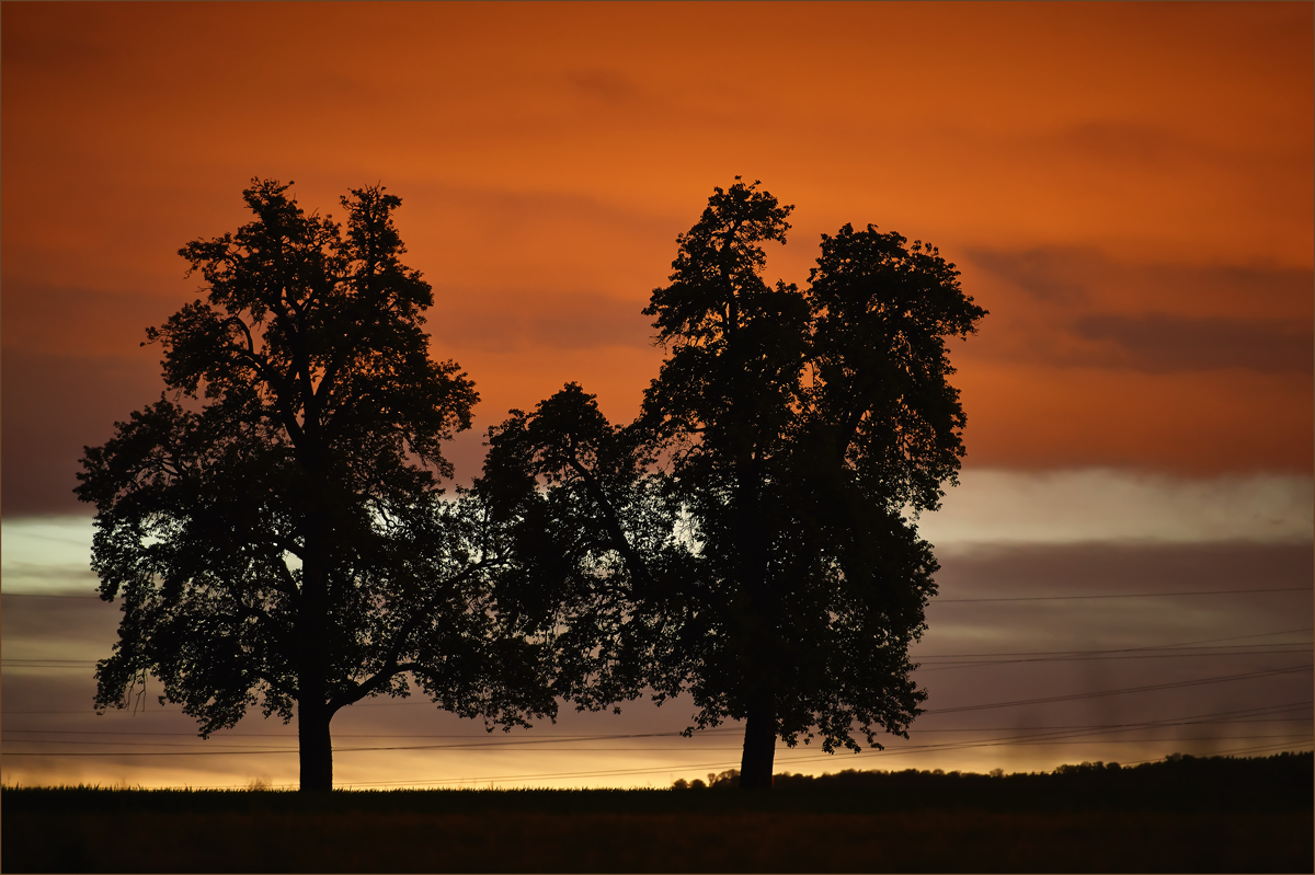 Variation Baumgruppe II