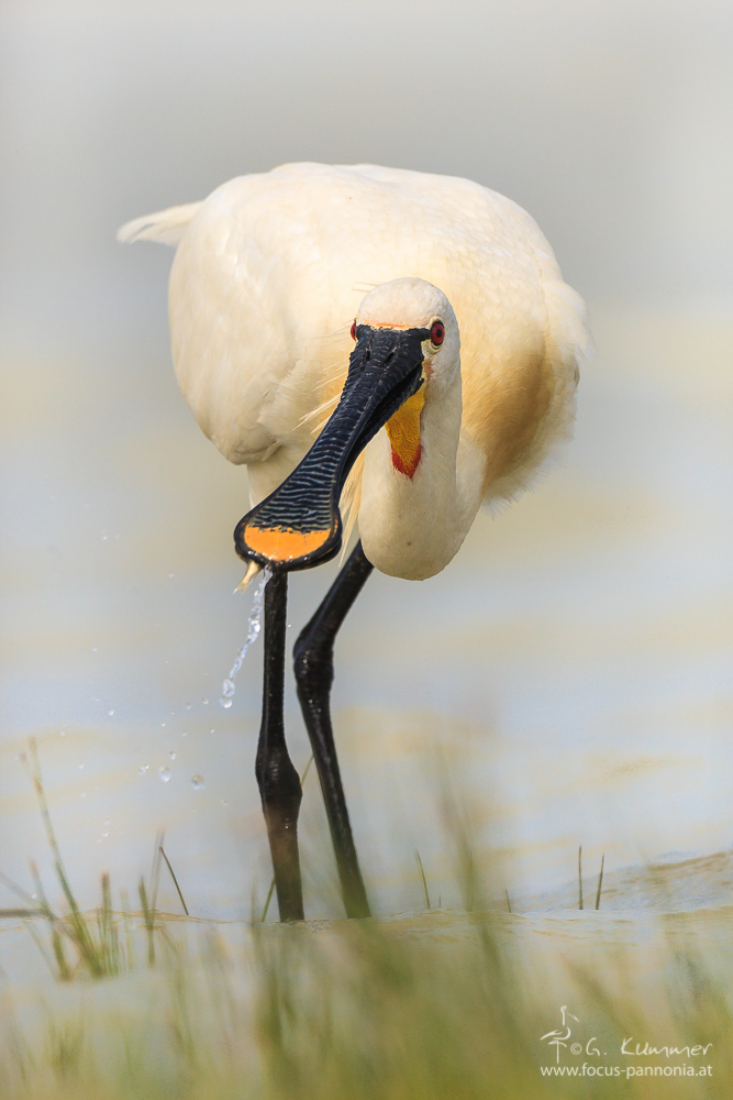 Eurasian Spoonbill