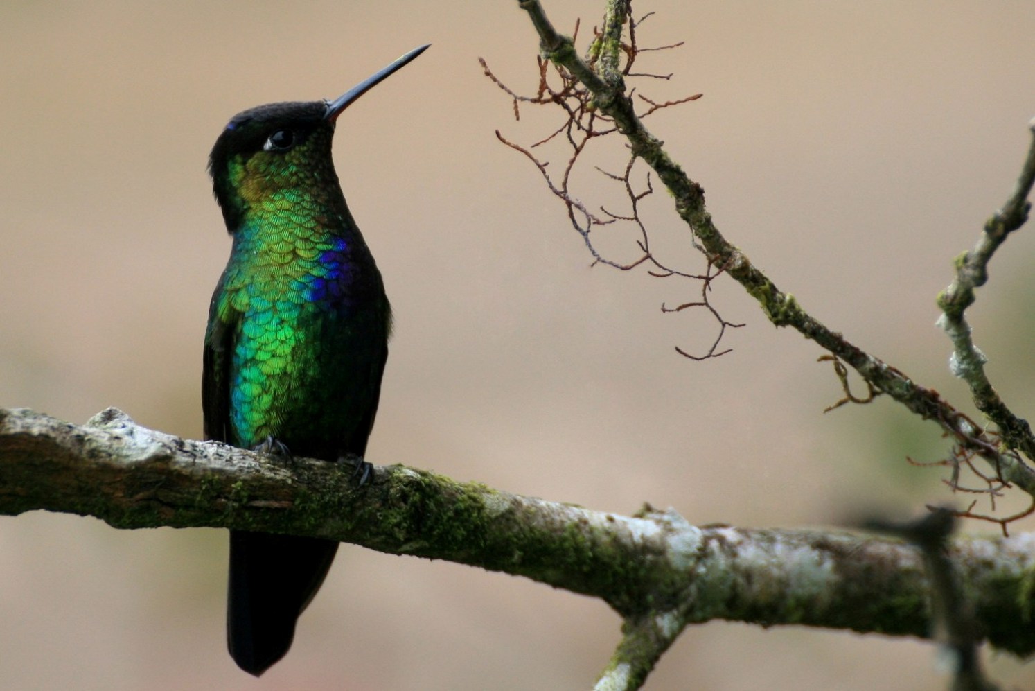 Fiery-throated Hummingbird