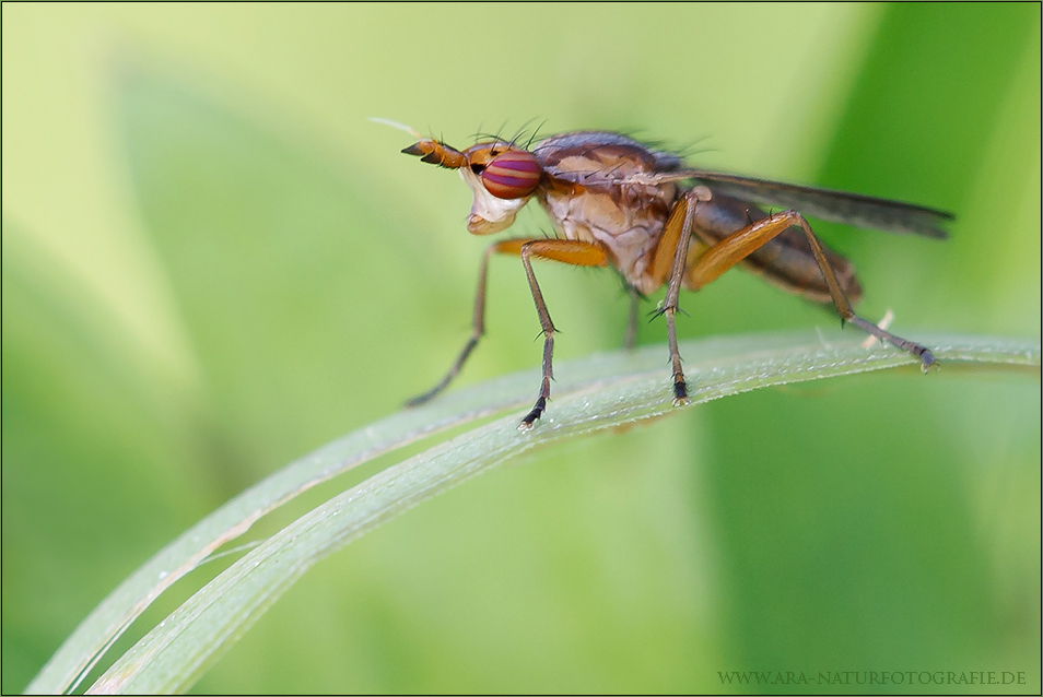 Hornfliege (Limnia unguicornis)