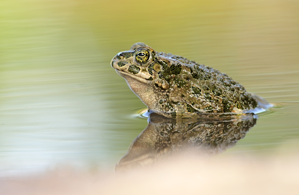 Bufo viridis