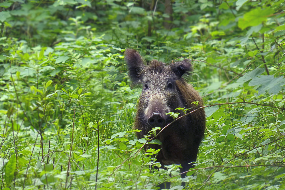 Ziemlich schlecht gelaunt... (Forum für Naturfotografen)