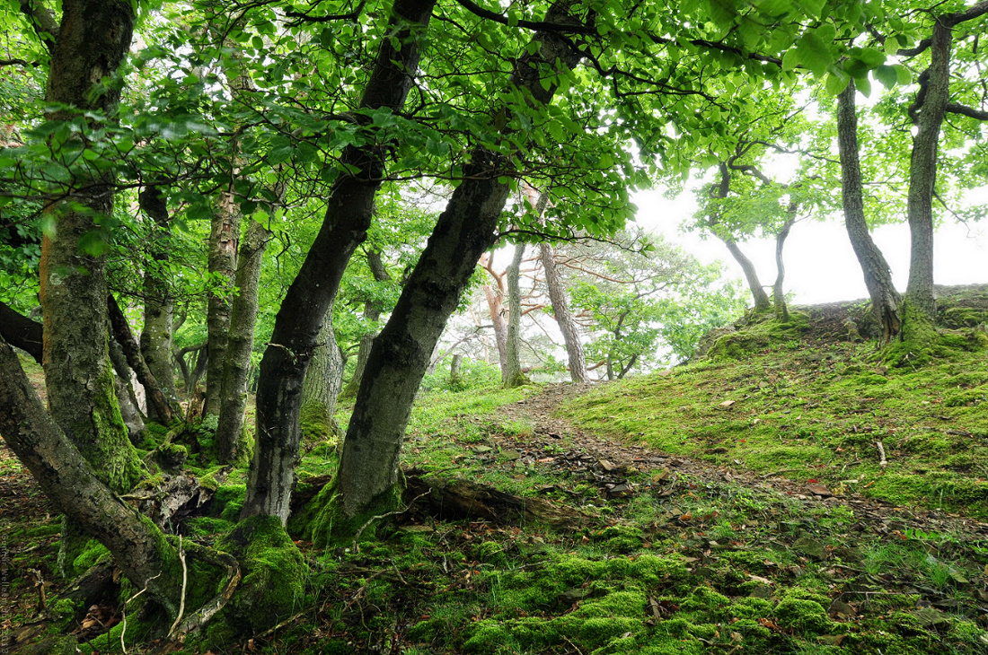 Baumgruppe mit Moos