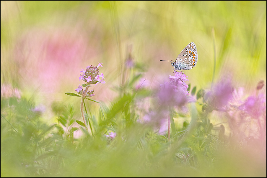 Endlich Sommer :-)