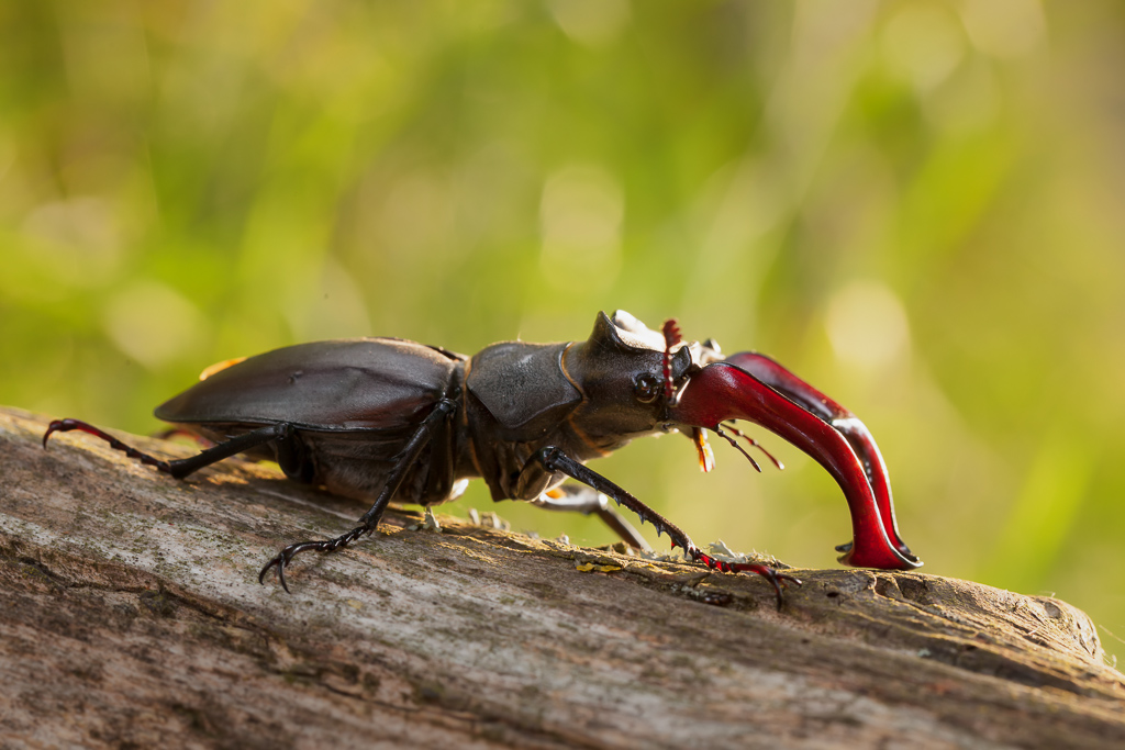 Hirschkäfer im Abendlicht