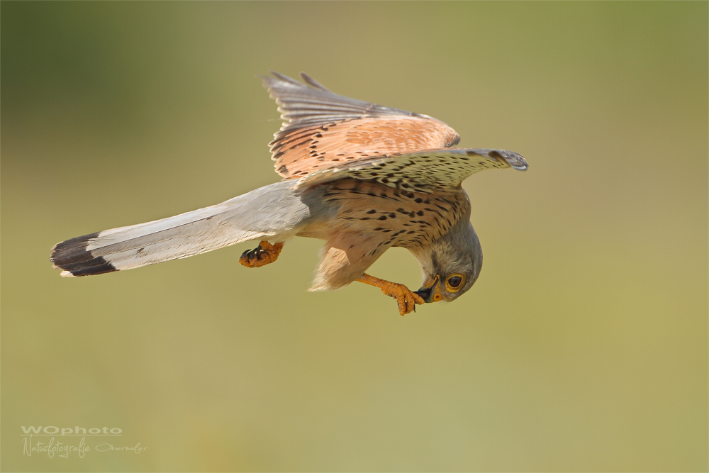 Snack in flight