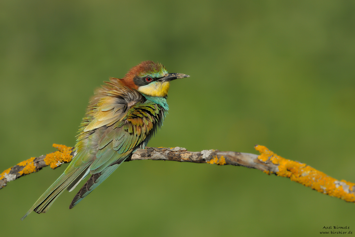 Bienenfresser