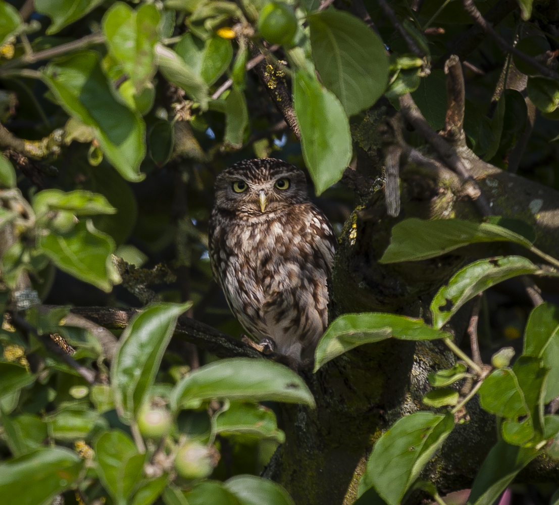 Steinkauz (Athene noctua)