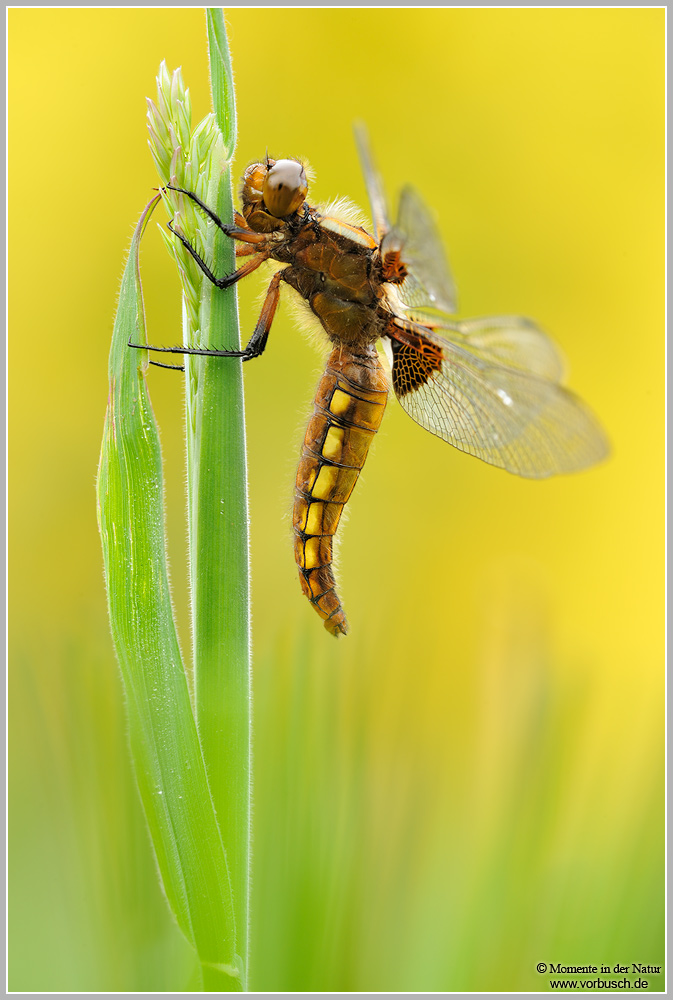 Plattbauch (Libellula depressa)