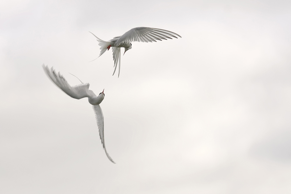 Duell in den Wolken