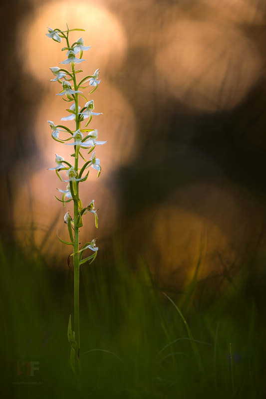 Grünliche Waldhyazinthe