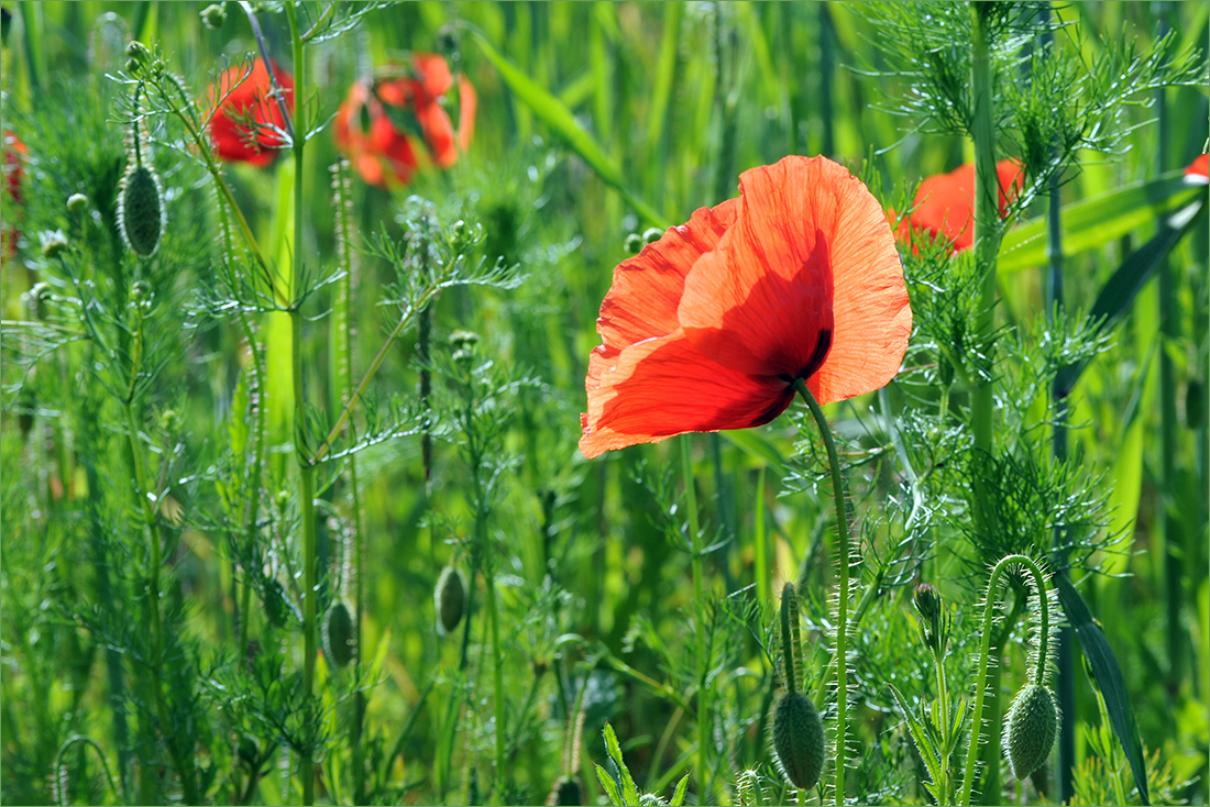 Roter Mohn - 2